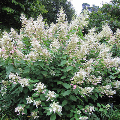 Гортензия метельчатая Биг Бен