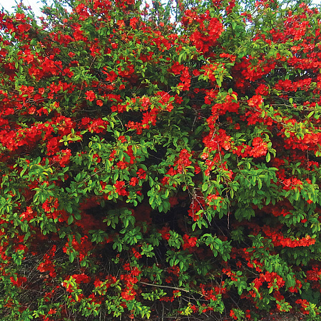 Фото Айва прекрасная Клементина