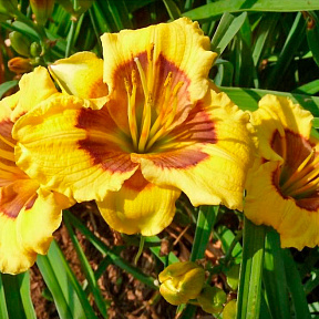 Лилейник Джейсон Солтер