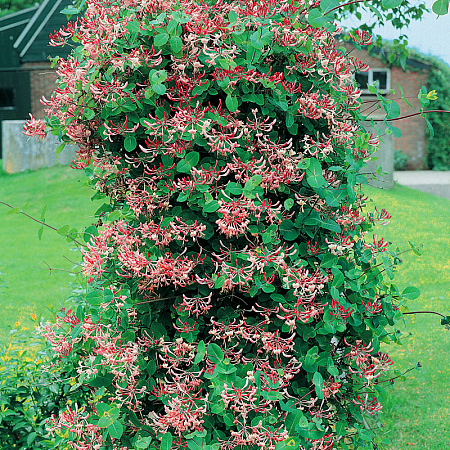 Фото Жимолость плетистая Дартс Ворлд