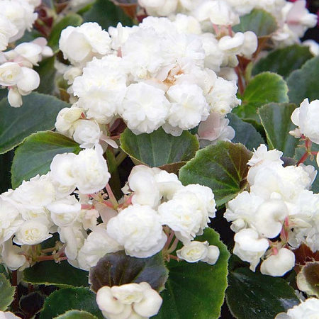 Фото Бегония Королевская Белая