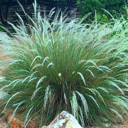 Фото Мюленбергия Линдхеймера