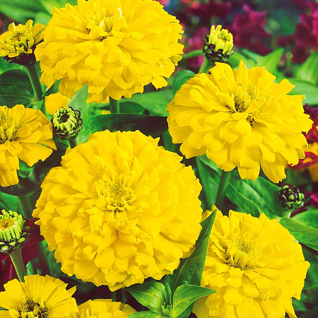 Фото Цинния Канарейка