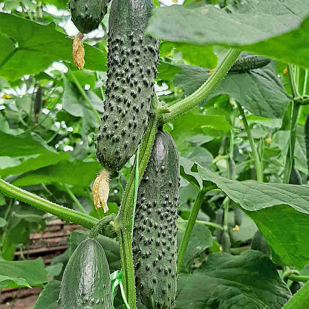 Фото Огурец Якама F1