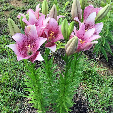 Фото Лилия ЛА-гибрид Свит Шугар