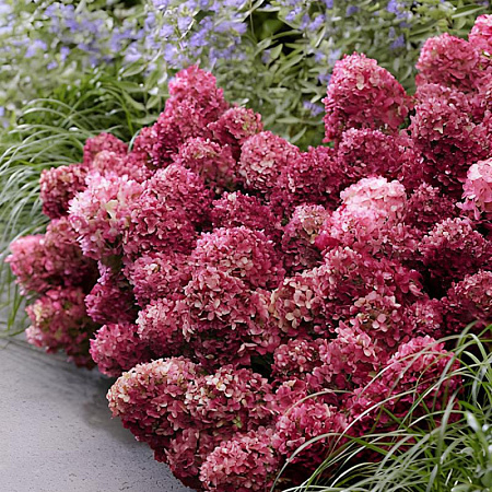 Фото Гортензия метельчатая Литтл Рози