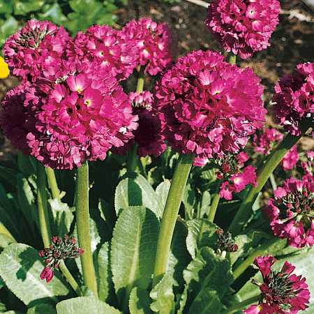 Фото Примула мелкозубчатая