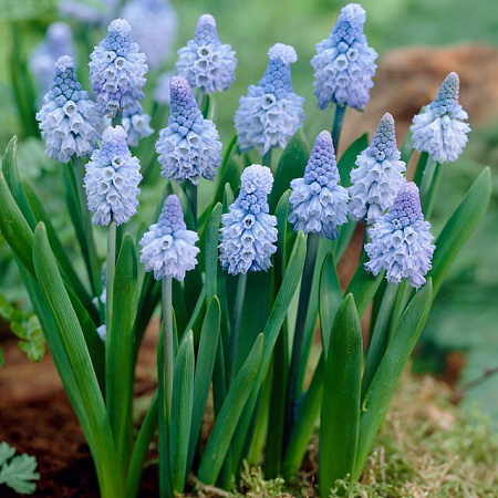 Фото Мускари Азуреум