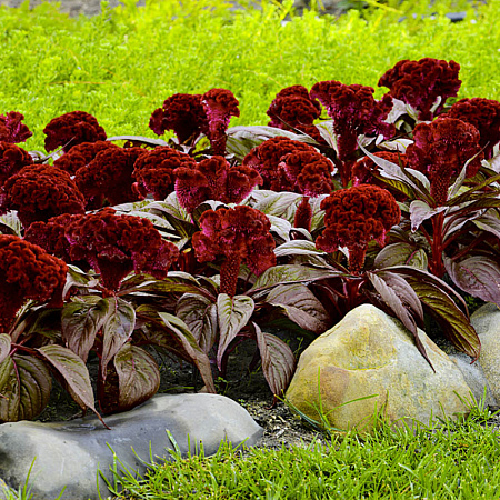 Фото Целозия гребенчатая Дракула