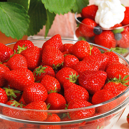 Фото Земляника садовая Кристина