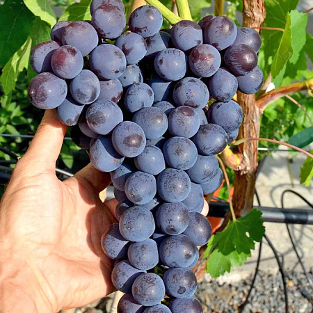 Фото Виноград Райский