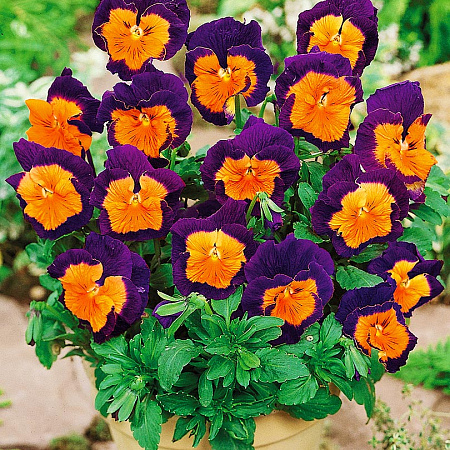 Фото Виола Весёлый Джокер