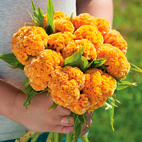 Целозия гребенчатая Чиф голд