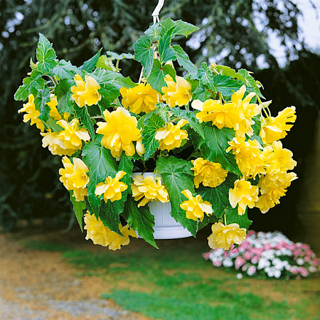 Фото Бегония ампельная Шансон Жёлтая