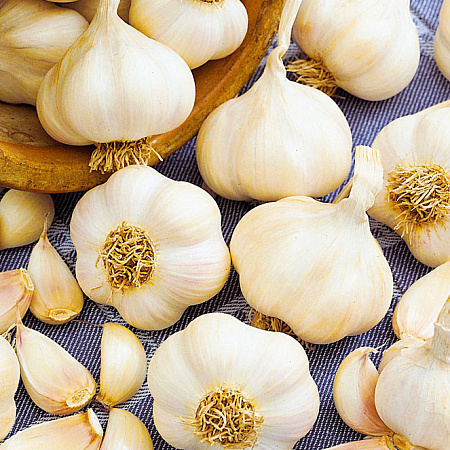 Фото Чеснок озимый Баклановский