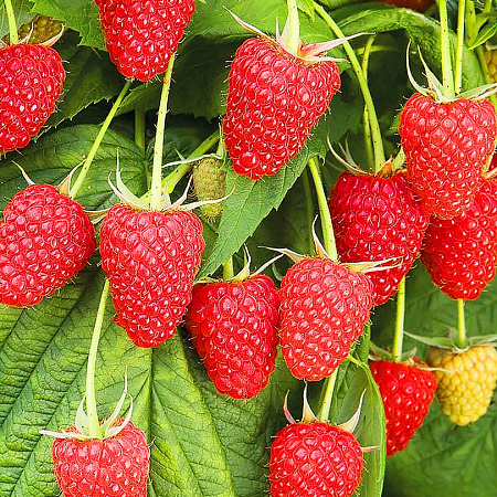 Фото Малина ремонтантная Полана