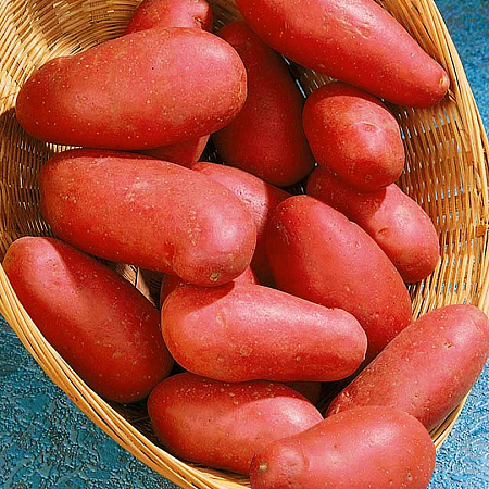 Фото Картофель Отрада