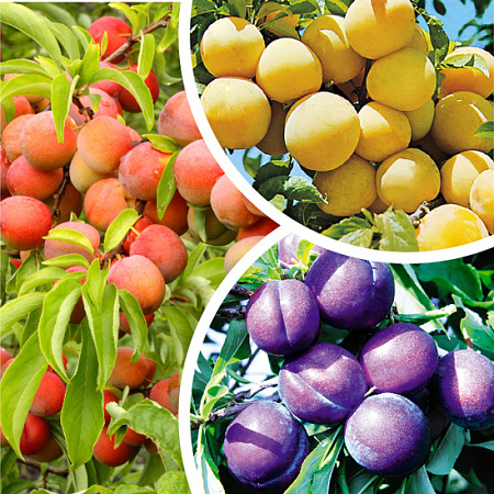 Фото Слива комплект №3:Светлячок,Алтайская юбилейная,Синильга