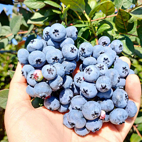 Голубика Нортланд