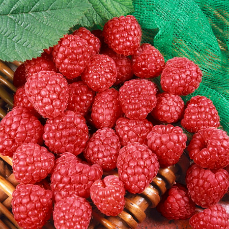 Фото Малина ремонтантная Херитейдж