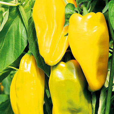 Перец сладкий Рафаэль F1