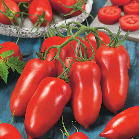 Фото Помидор Позано