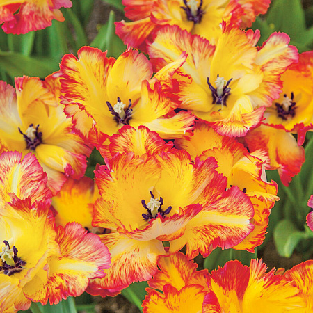 Фото Тюльпан Карибы