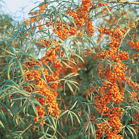 Фото Облепиха Чуйская