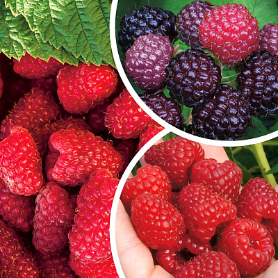 Малина ремонтантная комплект №1 (Бристоль, Делнива, Шапка Мономаха)