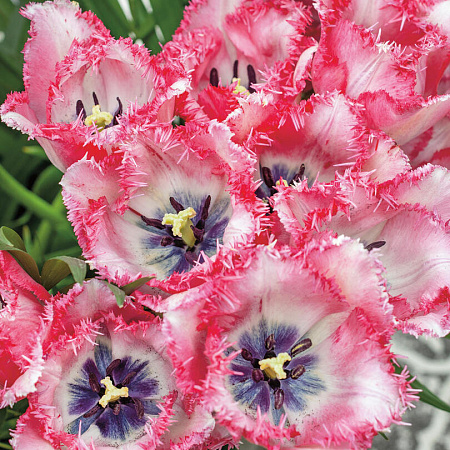 Фото Тюльпан Сладкий рай