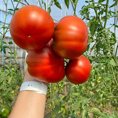 Фото Помидор Терра Нова