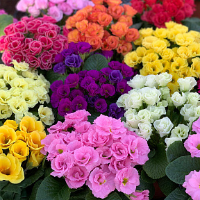 Примула Примлет Цветной ковер