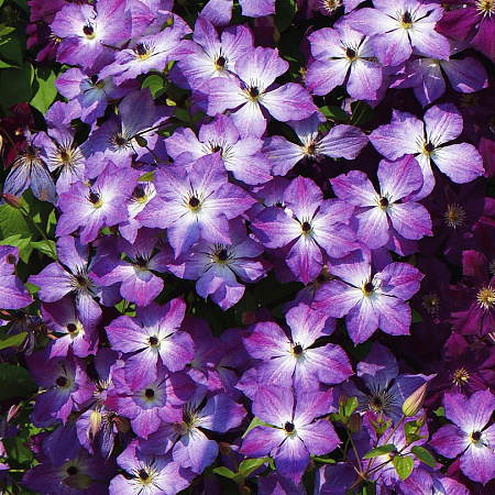 Фото Клематис Вспышка Света