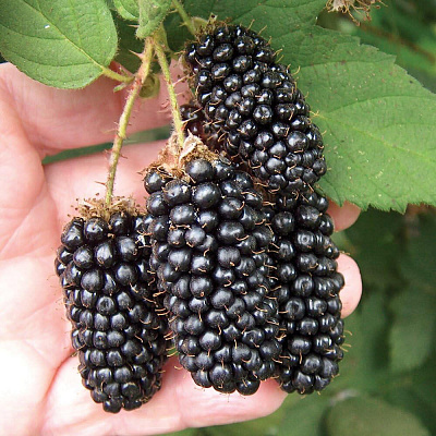 Ежевика Бедфорд Джаинт