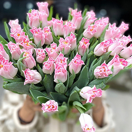 Фото Тюльпан триумф Краун оф династи