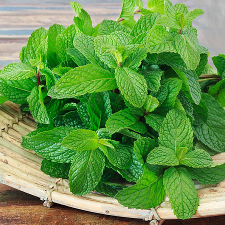 Фото Мята Ландыш