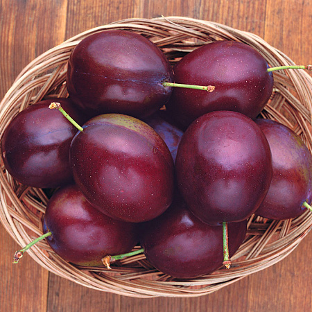 Фото Слива Алая заря