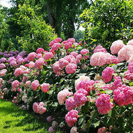 Фото Гортензия древовидная Сильная духом