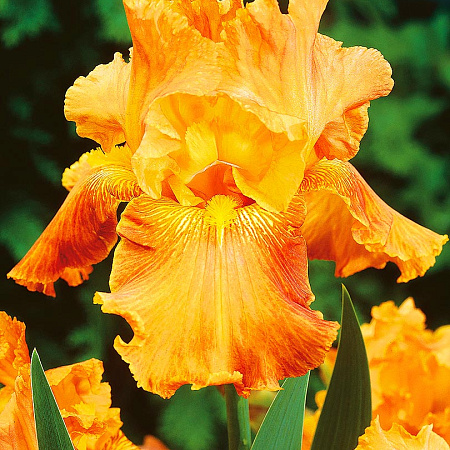 Фото Ирис бородатый Депт оф Филд