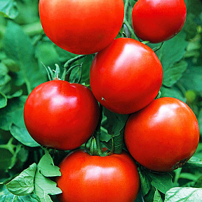 Помидор Князь серебряный F1