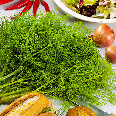 Фото Укроп Аскольд