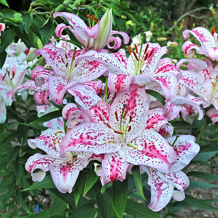 Фото Лилия восточная Солюшн