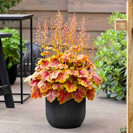 Фото Гейхера Этернал Флейм