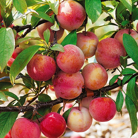 Фото Слива комплект №3:Светлячок,Алтайская юбилейная,Синильга