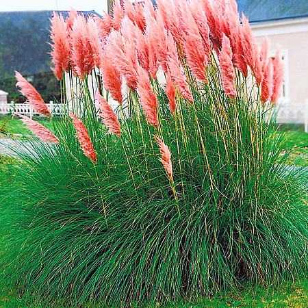 Фото Пампасная трава Плюм Розовая
