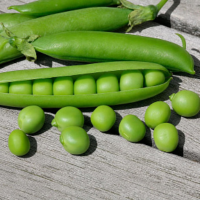 Горох Сахарный мальчик