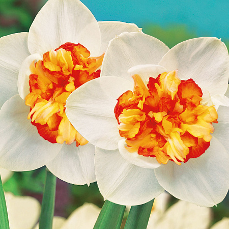 Фото Нарцисс Клумба