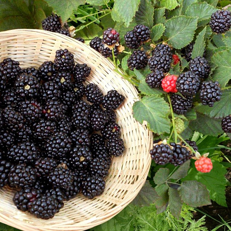 Фото Ежевика Мертон торнлесс