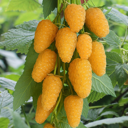 Фото Малина ремонтантная Светлячок