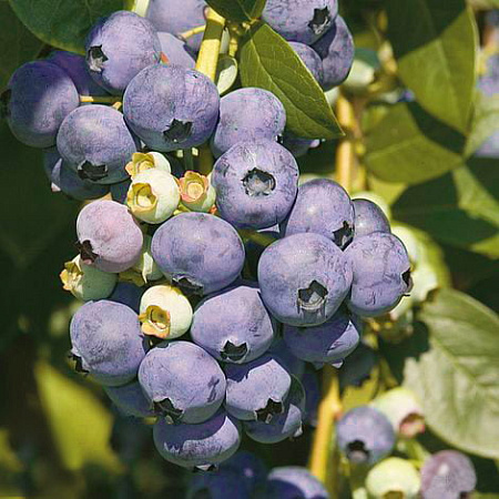 Фото Голубика Ранняя голубая